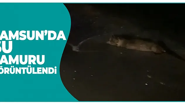 Samsun'da su samuru görüntülendi