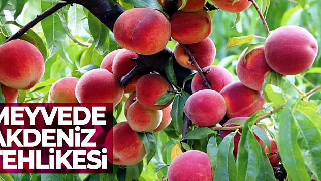 Samsun'da Akdeniz meyve sineği ile mücadele devam ediyor