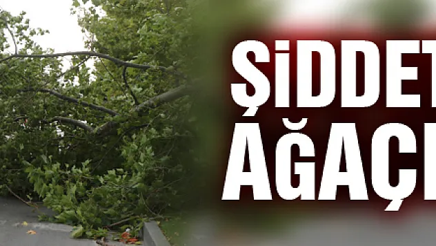 Samsun'da şiddetli fırtına ağaçları yıktı