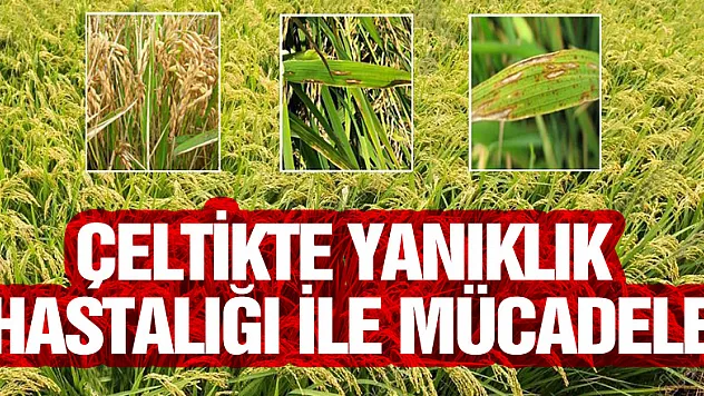 Çeltikte yanıklık hastalığı ile mücadele