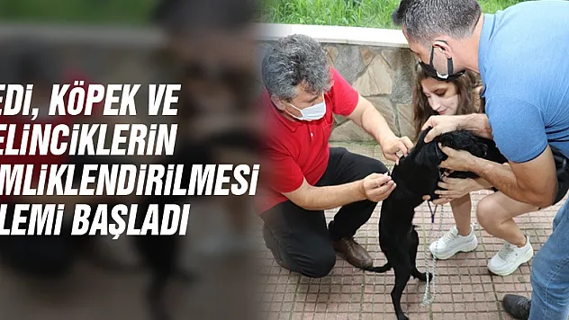 Kedi, köpek ve gelinciklerin kimliklendirilmesi işlemi başladı