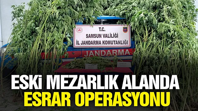Eski mezarlık alanda esrar operasyonu