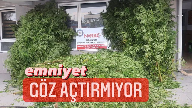 Emniyetten kenevir operasyonu