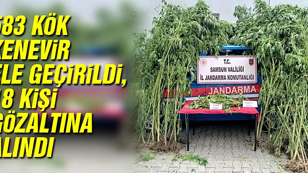 Samsun'da 583 kök kenevir ele geçirildi, 18 kişi gözaltına alındı