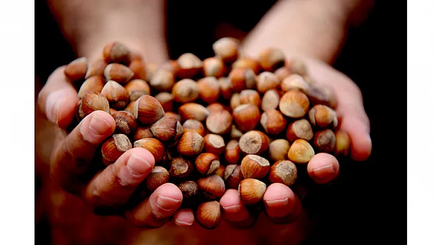 Fındıkta fiyat 26 TL