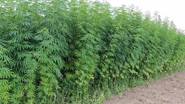 Ormanlık alanda kenevir bitkisi yetiştiren 4 kişi yakalandı