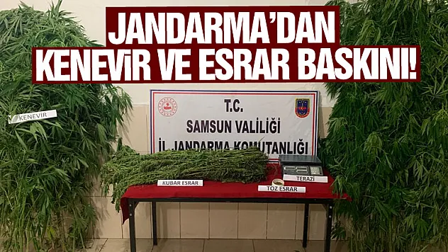 Jandarma'dan kenevir ve esrar baskını!