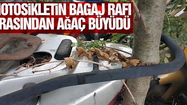 Otoparka terk edilen motosikletin bagaj rafı arasından ağaç büyüdü