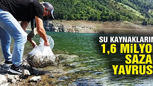 Samsun'da su kaynaklarına 1,6 milyon sazan yavrusu