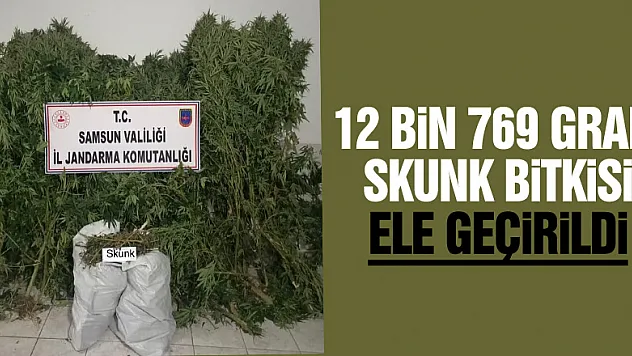 Bafra'da 12 bin 769 gram skunk bitkisi ele geçirildi