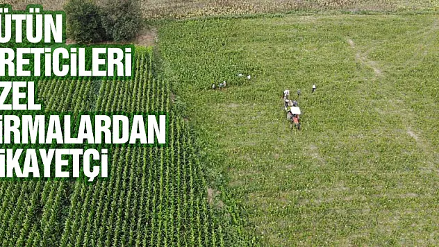 Tütün üreticileri 30 TL'den tütün alan özel firmalardan şikayetçi