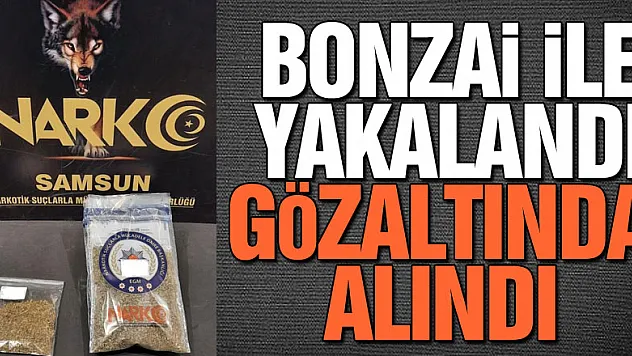 Samsun'da bonzai ile yakalanan bir kişi gözaltında