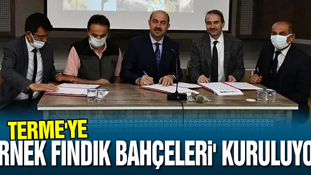 Terme'ye 'örnek fındık bahçeleri' kuruluyor: Kalite ve verim artacak