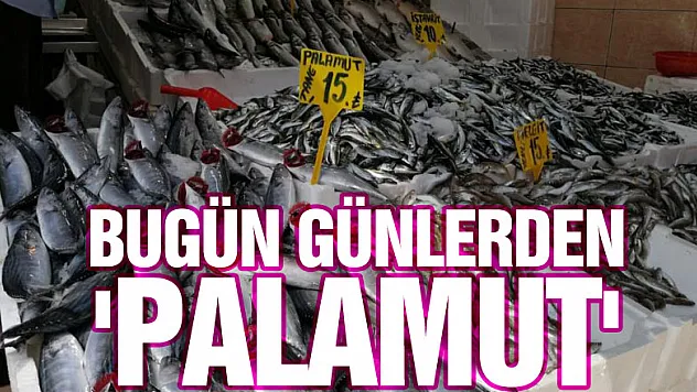 Bugün günlerden 'palamut': Yarım kiloluk palamut 15 lira