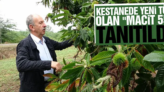 Kestanede yeni tür olan 'Macit 55' tanıtıldı