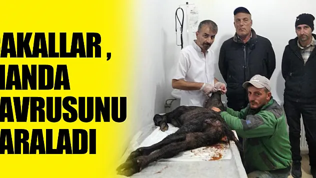 Çakallar manda yavrusunu yaraladı