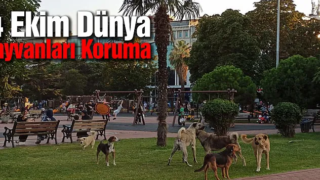 4 Ekim Dünya Hayvanları Koruma Günü