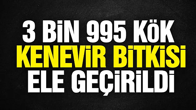 Samsun'da 3 bin 995 kök kenevir bitkisi ele geçirildi