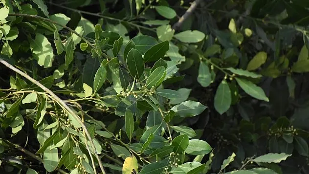 defne üretiminden 16,5 milyon TL gelir