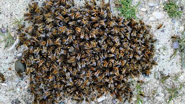 Kenevirin, arı katili 'varroa'dan koruduğu ortaya çıktı 