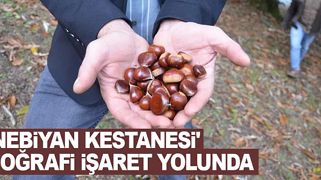 'Nebiyan kestanesi' coğrafi işaret yolunda 
