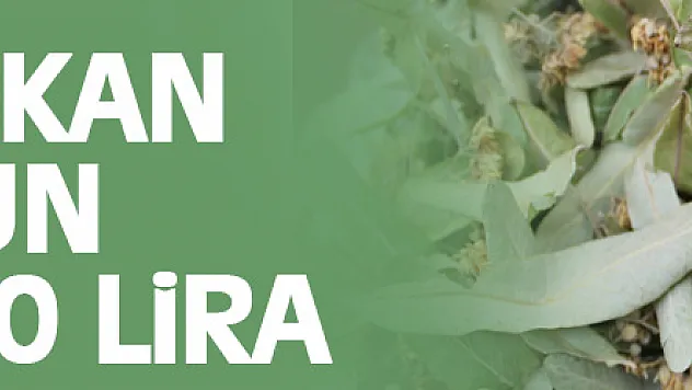 Gribe kalkan ıhlamurun kilosu 400 lira