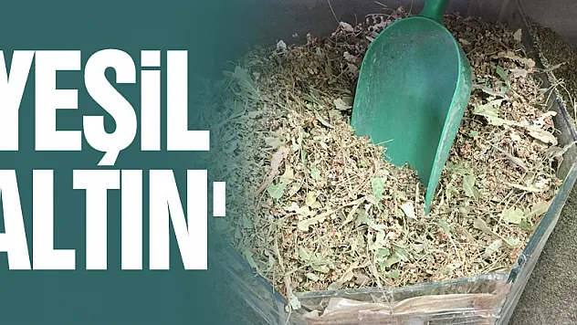 Ihlamur 'yeşil altın' olma yolunda ilerliyor