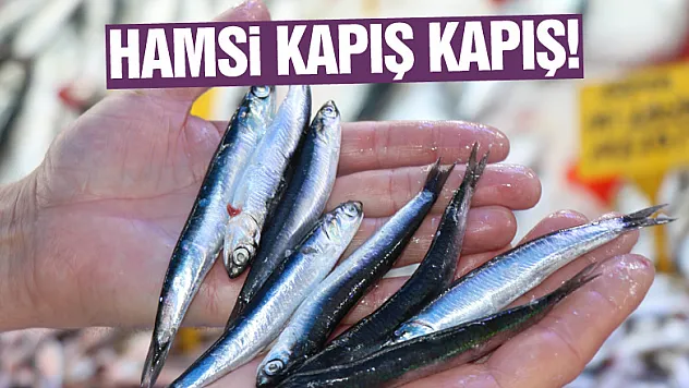 Hamsi kapış kapış!