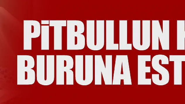 Pitbullun kopardığı buruna estetik yama