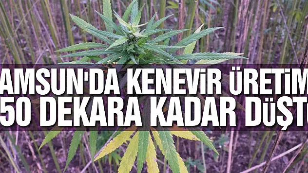 Samsun'da kenevir üretimi 250 dekara kadar düştü
