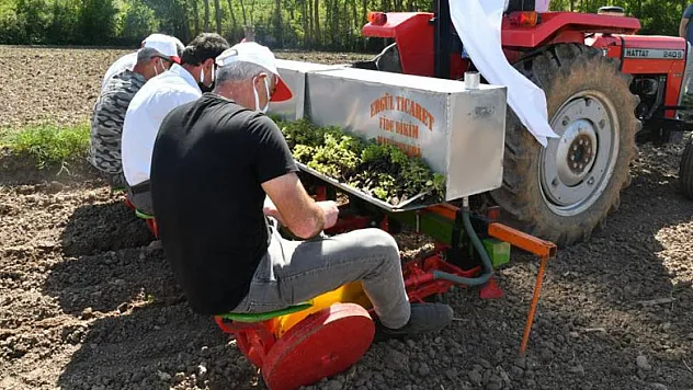 Samsun'da çiftçilere 74 ton yem bitkisi