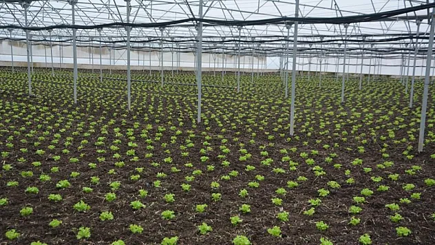 Türkiye'nin marulu 19 Mayıs'tan