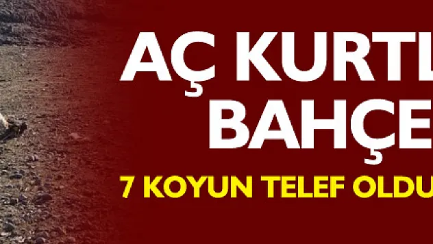 Aç kurtlar ağılın bahçesine girdi: 7 koyun telef oldu, 10 koyun yaralandı
