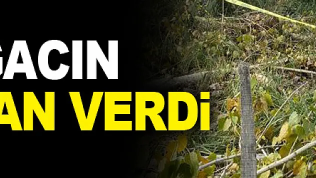 Kestiği ağacın altında can verdi