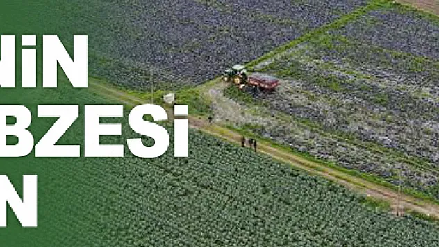 Türkiye'nin kışlık sebzesi Bafra'dan