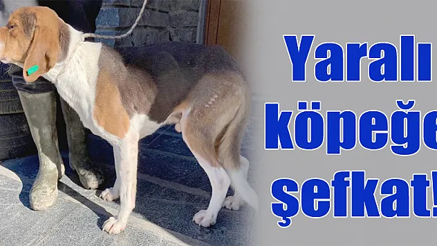 Yaralı köpeğe şefkat!