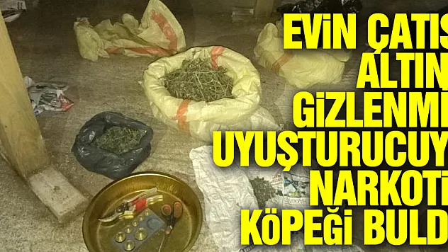 Evin çatısı altına gizlenmiş uyuşturucuyu narkotik köpeği buldu
