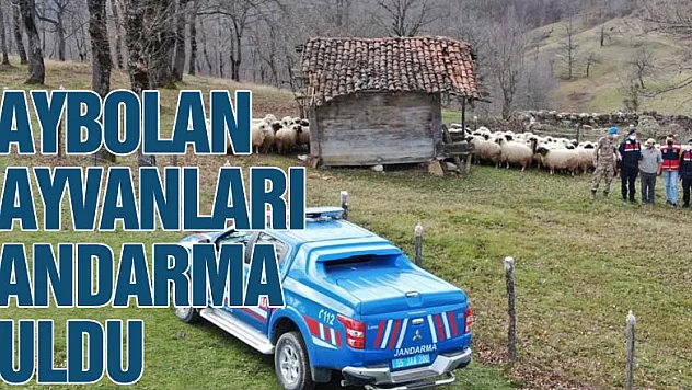 Kaybolan hayvanları jandarma buldu