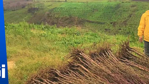 Çiftçilere badem ve muşmula fidanı desteği