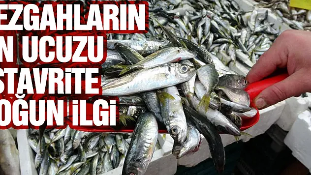 Tezgahların en ucuzu istavrite yoğun ilgi