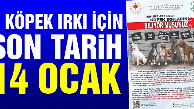 Tehlike arz eden köpek ırklarında kayıtlar için son tarih 14 Ocak
