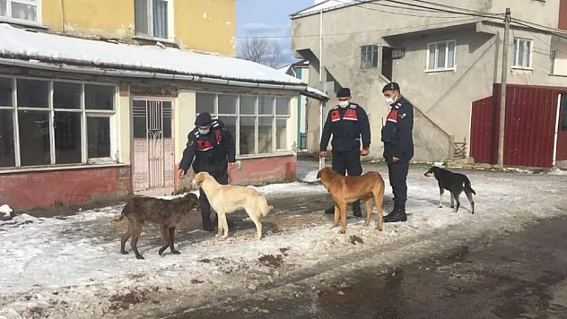 Jandarma sokak hayvanlarını unutmadı
