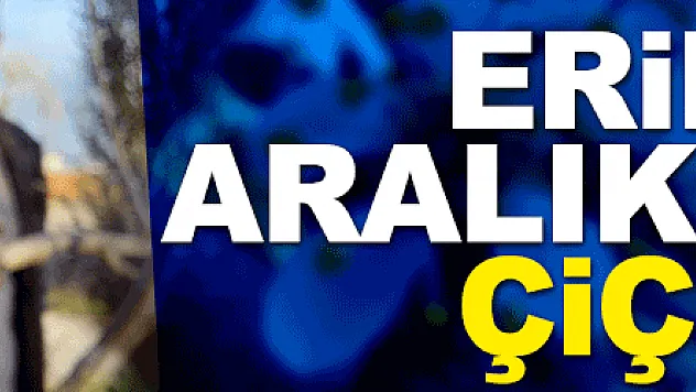 Samsun'da erik ağacı Aralık ayında çiçek açtı