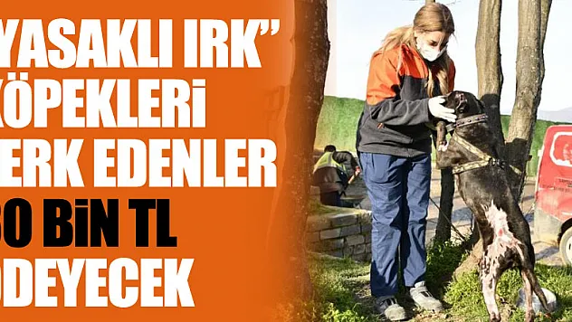 'Yasaklı ırk' köpekleri terk edenler 30 bin TL ödeyecek