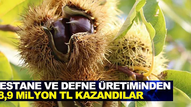 Orman köylüleri kestane ve defne üretiminden 18,9 milyon TL kazandı