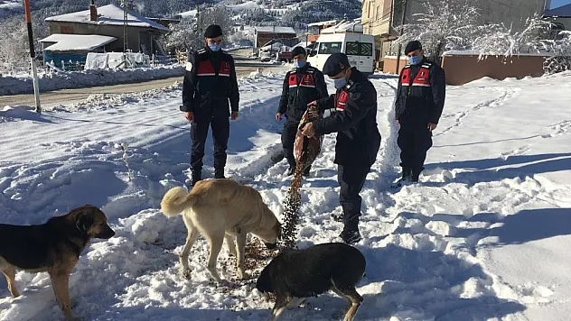Jandarma sokak hayvanlarını unutmadı
