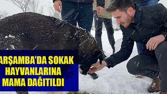 Çarşamba'da sokak hayvanlarına mama dağıtıldı
