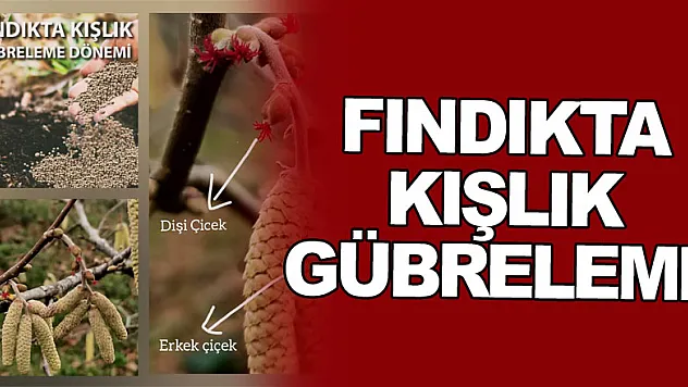 FINDIKTA KIŞLIK GÜBRELEME