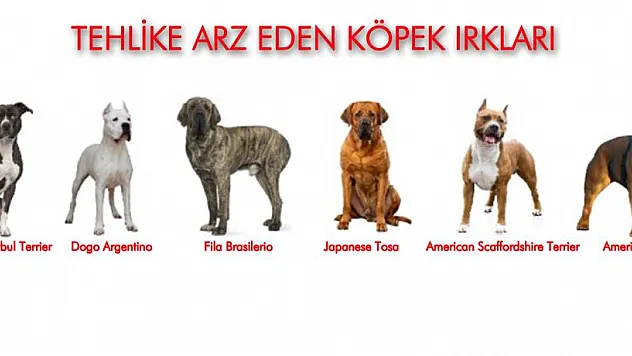 Samsun'da 331 adet tehlike arz eden hayvan kayıt altına alındı