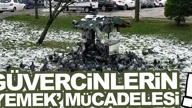 Güvercinlerin 'yemek' mücadelesi!